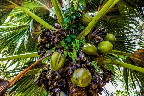 Female coco de mer, Seychelles palm, Lodoicea maldivica, most famous endemic palm species with the