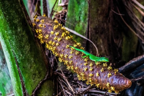 Male inflorescence with large Seychelles day gecko, coco de mer, Seychelles palm, Lodoicea