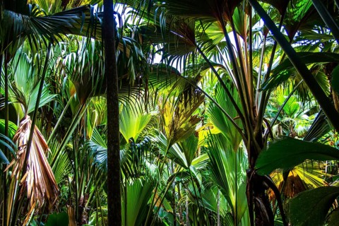 Vallée de Mai, Praslin, Seychelles, Praslin, Seychelles