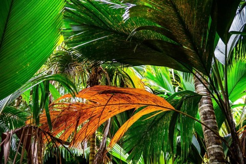 Palmenbäatter, Vallée de Mai, Praslin, Seychelles, Praslin, Seychelles