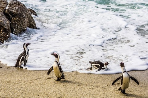 Jackass penguins (Spheniscus demersus) on Boulders Beach with over 2000 animals, Cape Peninsula,