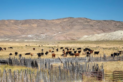 Austin, Nevada - Cattle grazing on a ranch on north central Nevada
