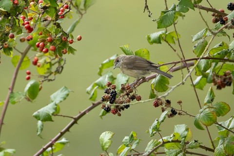 Eurasian blackcap (Sylvia atricapilla) adult bird in a hedgerow with blackberries in summer,