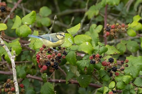 Blue tit (Cyanistes caeruleus) adult bird in a hedgerow on blackberries in summer, England, United