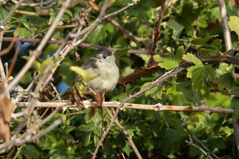 Eurasian blackcap (Sylvia atricapilla) adult male bird in a hedgerow in summer, England, United