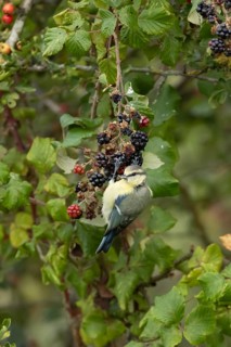 Blue tit (Cyanistes caeruleus) adult bird in a hedgerow on blackberries in summer, England, United