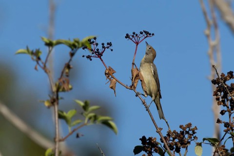 Eurasian blackcap (Sylvia atricapilla) adult female bird in a hedgerow with Elder tree berries in
