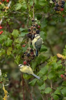 Blue tit (Cyanistes caeruleus) two adult birds in a hedgerow on blackberries in summer, England,