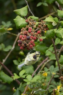 Blue tit (Cyanistes caeruleus) adult bird in a hedgerow feeding on blackberries in summer, England,