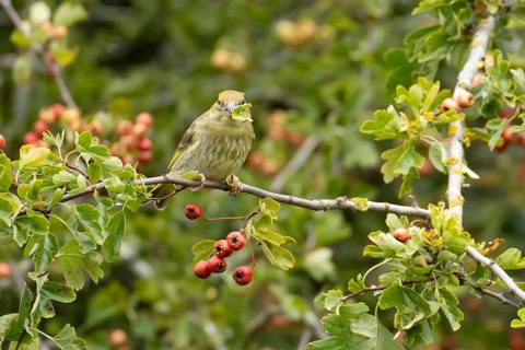European greenfinch (Chloris chloris) adult bird in a Hawthorn hedgerow with red berries in summer,