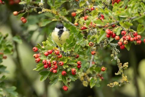 Great tit (Parus major) adult bird in a Hawthorn hedgerow with red berries in summer, England,