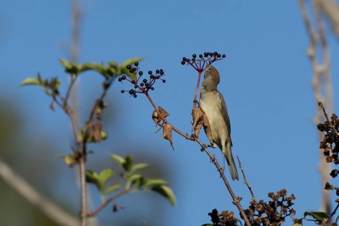 Eurasian blackcap (Sylvia atricapilla) adult female bird in a hedgerow feeding on Elder tree