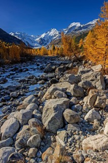 River, larch forest, autumn color, autumn, mountains, glaciers, morning light, Morteratsch Valley,