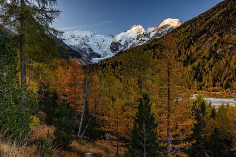Larch, larch forest, autumn color, autumn, mountains, glaciers, sunrise, Morteratsch valley,