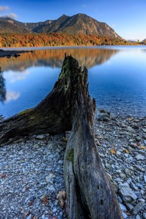 Mountain lake, reflection, morning light, mountains, shore, root, autumn, autumn discoloration,