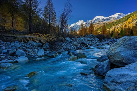 River, larch forest, autumn color, autumn, mountains, glaciers, morning light, Morteratsch Valley,