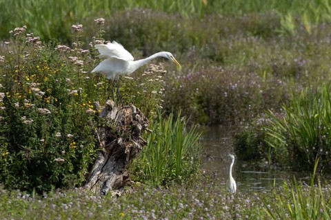 Great white egret (Ardea alba) adult bird on a tree stump amongst summer flowers looking down at a