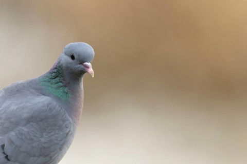 Stock dove (Columba oenas) adult bird head portrait, England, United Kingdom