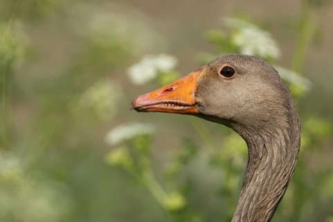Greylag goose (Anser anser) adult bird head portrait, England, United Kingdom