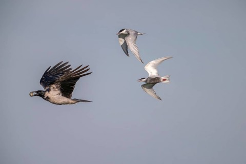 Cloudy crow (Corvus cornix) flying with egg, chased by white-bearded terns (Childonias hybride),