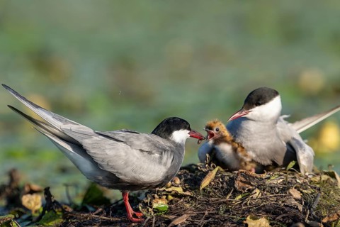 White-bearded terns (Childonias hybride) feeding with young birds on their nest, Danube Delta,