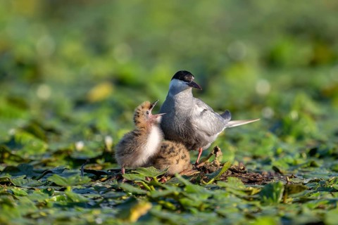 White-bearded terns (Childonias hybride) with young birds, begging, at the nest, Danube Delta,
