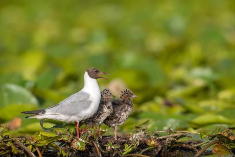 Black-headed gull (Chroicocephalus ridibundus) with young birds, at the nest, Danube Delta, Romania