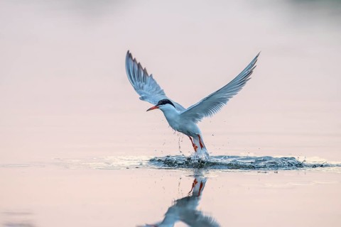 Common tern (Sterna hirundo), departing, Danube Delta, Romania