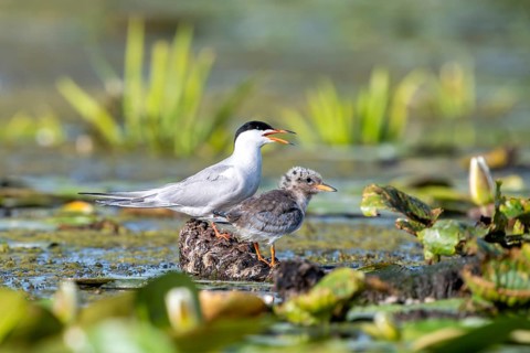 Common tern (Sterna hirundo) with young bird, Danube Delta, Romania
