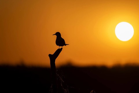 Common Tern (Sterna hirundo), on branch, at sunrise, Danube Delta, Romania