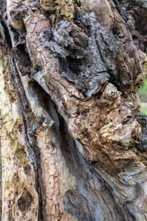 Detailed view of tree bark with accentuated wood structure and texture, beech, Swabian Alb