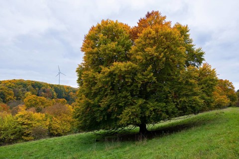 Large tree in autumn next to a wind turbine in a hilly landscape, beech, Swabian Alb Biosphere
