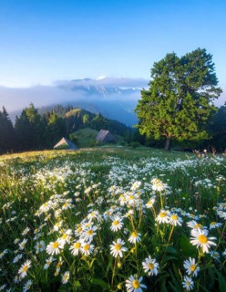 A sunlit meadow with daisies against a forest backdrop under a blue sky, Late summer country