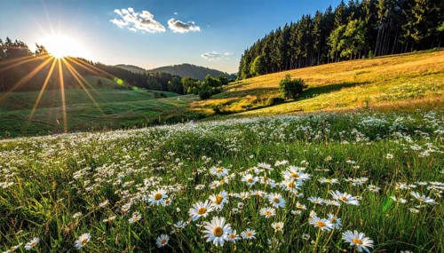 A sunlit meadow with daisies against a forest backdrop under a blue sky, Late summer country
