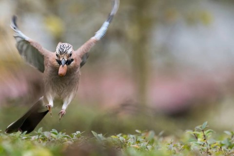A jay (Garrulus glandarius) in flight with an acorn in its beak, frontal view, Hesse, Germany