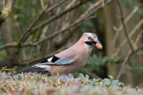 Eurasian Jay (Garrulus glandarius) with an acorn in its beak, standing on the ground surrounded by