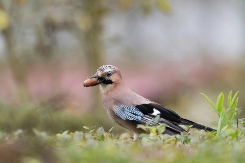 A jay (Garrulus glandarius) in grass with an acorn in its beak. A peaceful, natural setting, Hesse,