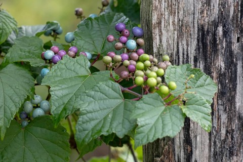 Ussuri false vine (Ampelopsis glandulosa var. brevipedunculata), vine, false vine, fruit, climbing