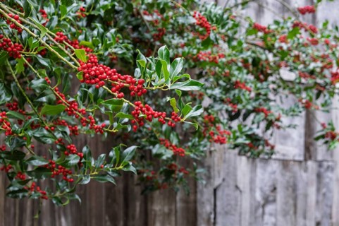 Holly (Ilex aquifolium), with red, poisonous fruits, Barken-Weseke, Münsterland, North