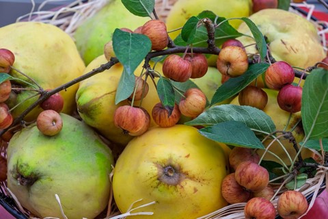 Metal bowl with quinces and ornamental apples, Münsterland, North Rhine-Westphalia, Germany