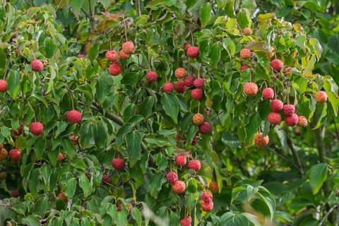 Strawberry tree (Arbutus), Münsterland, North Rhine-Westphalia, Germany