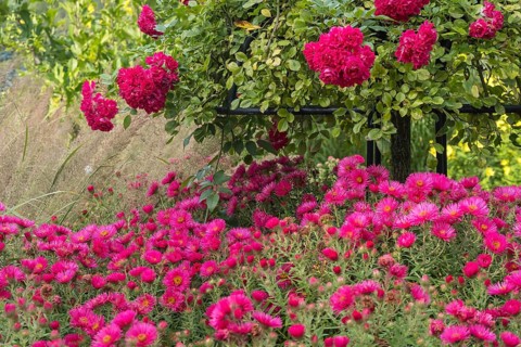 Perennial bed with rose stems and autumn asters, Münsterland, North Rhine-Westphalia, Germany