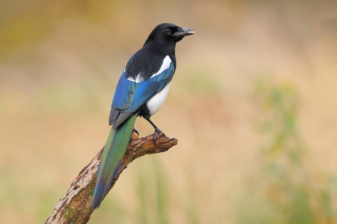 Magpie, (Pica pica) sitting on a branch with contrasting blue, black and white feathers, wildlife,