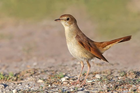 Nightingale (Luscinia megarhynchos) standing on the ground, wildlife, animals, birds, songbird,