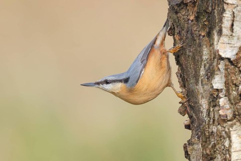 Nuthatch (Sitta europaea) hangs upside down on a birch tree, wildlife, woodpeckers, nature