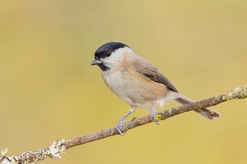 Swamp tit (Parus palustris) sitting on a branch, wildlife, animals, birds, tit, Siegerland, North