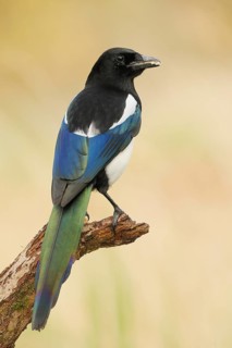 Magpie, (Pica pica) sitting on a branch with contrasting blue, black and white feathers, wildlife,