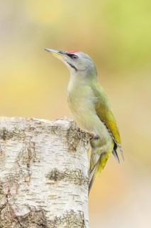 Grey woodpecker (Picus canus), male on a birch tree, wildlife, woodpeckers, nature photography,