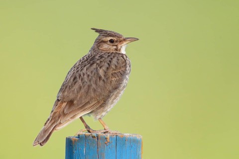 Crested lark (Galerida cristata) sitting on a blue post, wildlife, animals, birds, songbird, nature