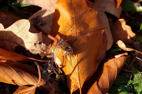 Dragonfly with prey on an autumn leaf, Germany